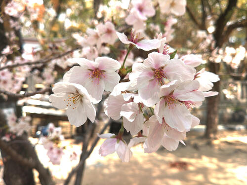 Japan's cherry blossoms