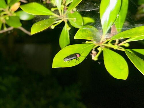 Yasu Factory Biotope fireflies